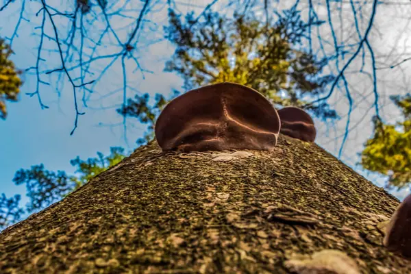 Ormandaki eski tahta kütük