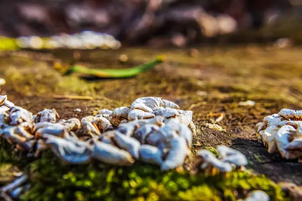 Ormanda büyüyen mantarlar