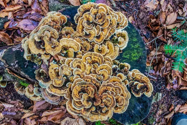 Yosun içindeki bir grup mantarı kapatın.