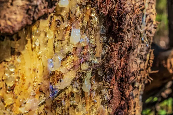 Bir ağaç gövdesini kapatın.