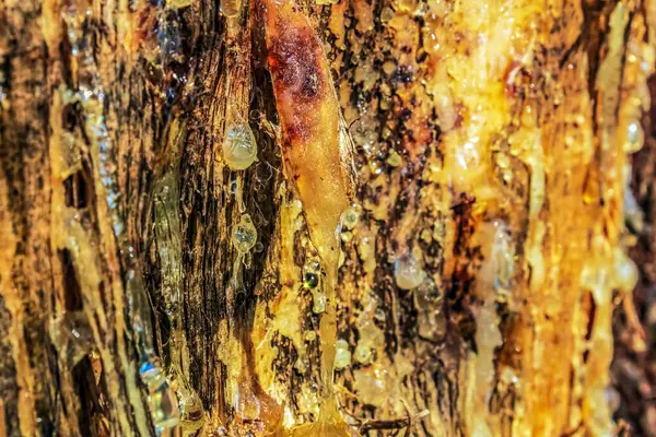 ahşap doku arka plan