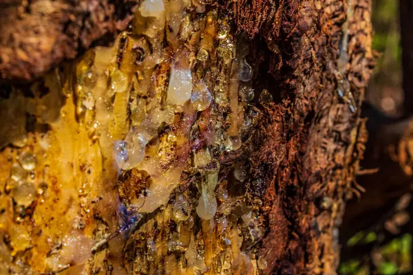 Eski bir ağacın gövdesinin yakın görüntüsü