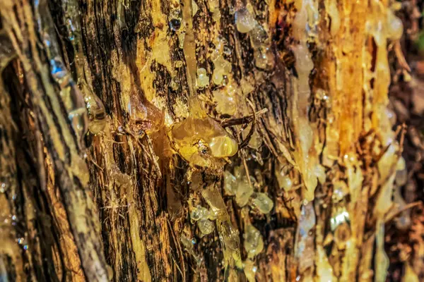 Ağaç kabuğunun dokusu yosunlu.