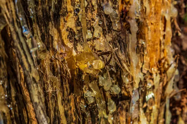 Arka planı bulanık sarı bir örümcek ağının dikey görüntüsü.