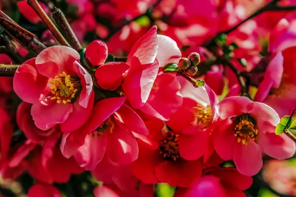 Güzel botanik fotoğrafı, doğal duvar kağıdı.