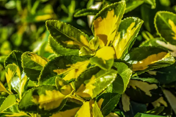 Bahçedeki sarı yaprak