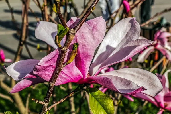 Bahçedeki pembe manolya çiçeği