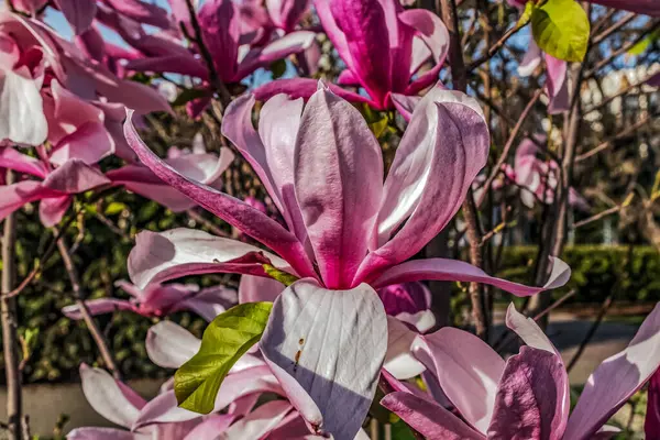 Bahçede manolya çiçeği