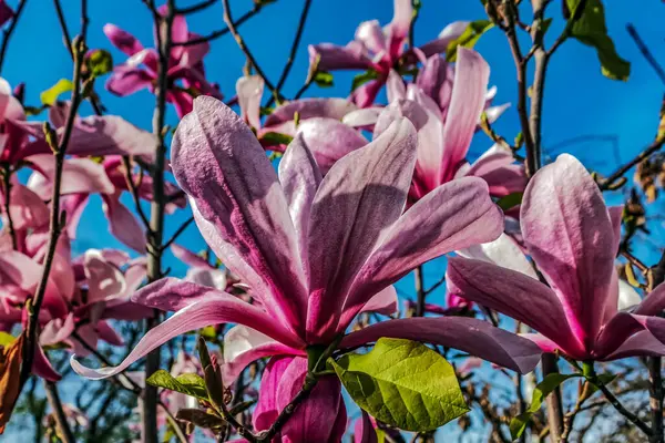 Bahçedeki güzel çiçekler