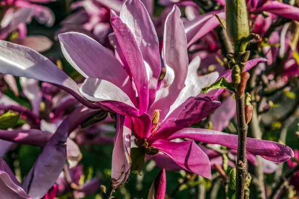 Bahçedeki güzel çiçekler
