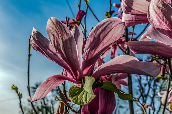 Manolya çiçeği baharda parkta çiçek açıyor.