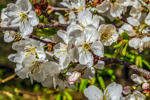 Ağacın dalında beyaz çiçekler