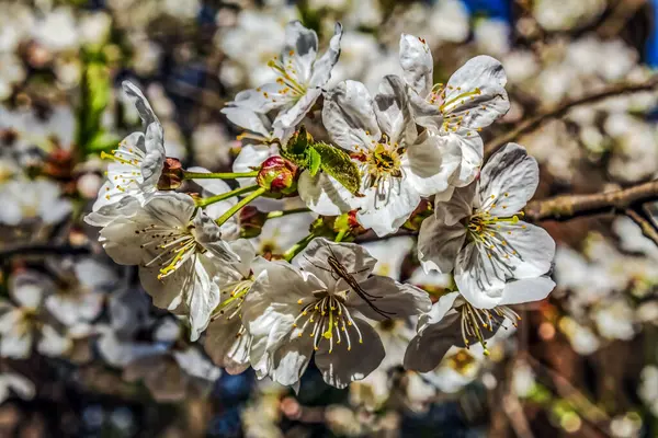 Ağaçtaki güzel beyaz çiçekler