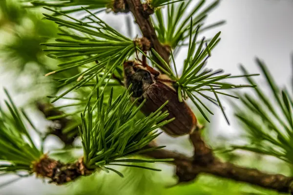 Ağaçtaki çam kozalağının dikey yakın çekimi.