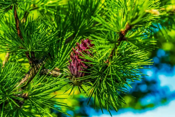 Parkta yeşil kozalak