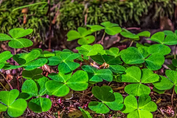 Yonca yaprakları, yeşil arkaplan
