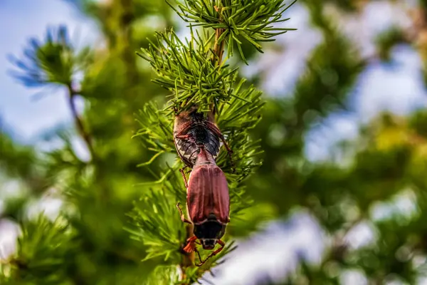 Doğadaki böceğin yakın görüntüsü