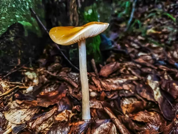 Yosun içinde mantar