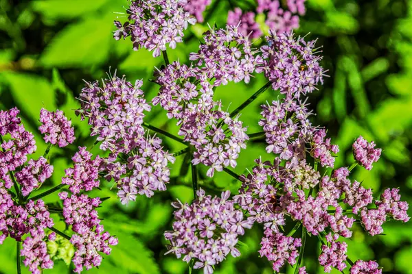 Yeşil yaprakların üzerinde çiçek açan leylak çiçekleri. doğal arkaplan