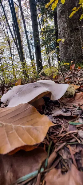 Yaprakları ve ağaçları olan sonbahar ormanı