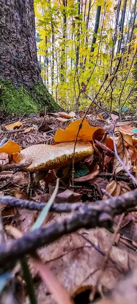 Parktaki sonbahar ormanı