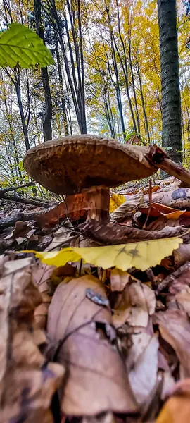Sarı ve kırmızı yapraklı güzel sonbahar ormanı