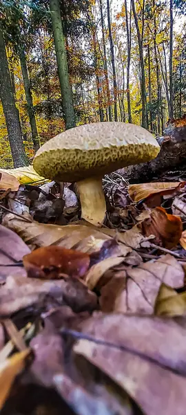 Parktaki güzel sonbahar ormanı