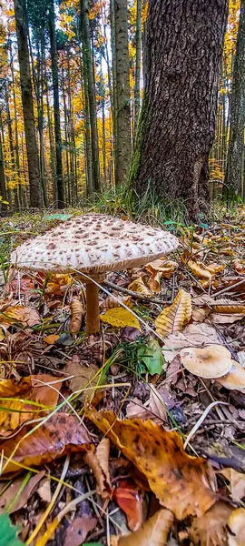 Ormanda sonbahar yaprakları