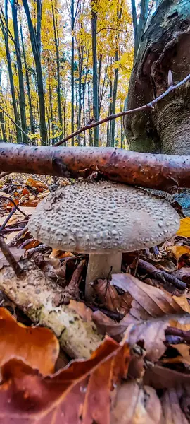 Ormanda mantar, yakın - yakın -