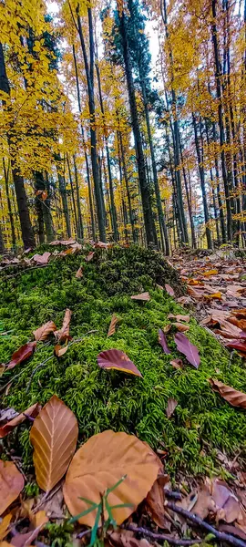 Renkli yaprakları olan güzel bir sonbahar ormanı
