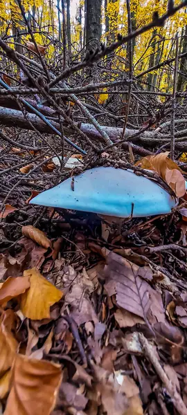 Sonbahar manzarası. Sonbahar ormanında düşen sonbahar yaprakları