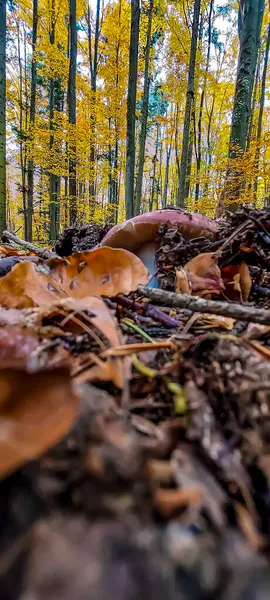 Sonbahar yaprakları, sonbahar bitkileri