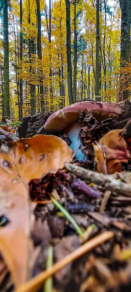 Sonbahar yaprakları, sonbahar bitkileri