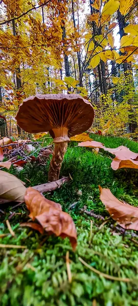 Ormanda sonbahar mantarı