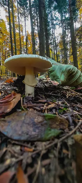 Ormanda sonbahar mantarları