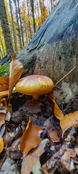 Sonbahar yaprakları, bitki örtüsü ve yapraklar