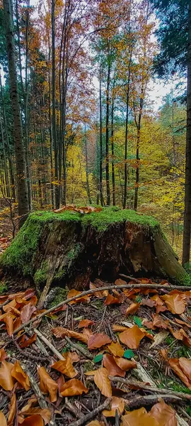 Arka planda orman olan güzel bir sonbahar günü..