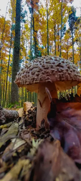 Ormanda mantar, ormanda sonbahar mevsimi