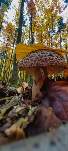 Sarı mantarlı güzel sonbahar ormanı