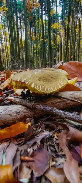 Parkta sonbahar yaprakları