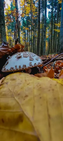 Ormanda sonbahar yaprakları