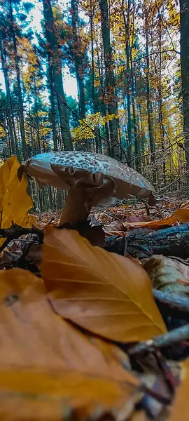 Sonbahar yaprakları, sonbahar bitkileri