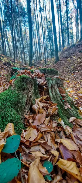 Ormanda düşen ağaçlar ve düşen yapraklarla sonbahar manzarası