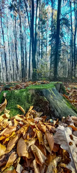 Ormanda devrilmiş ağaçlar