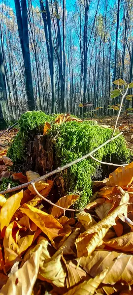 Sonbahar yaprakları, sonbahar bitkileri