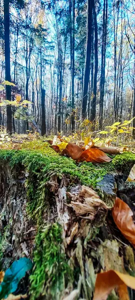 Güzel sonbahar yaprakları, sonbahar çiçekleri