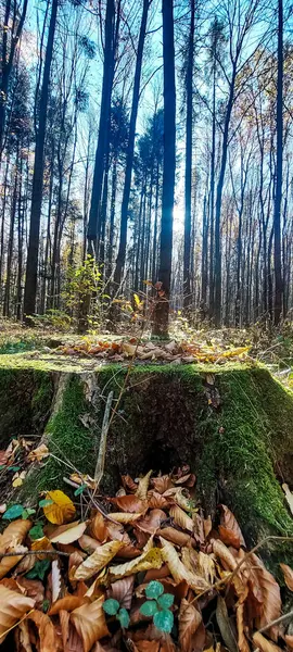 Ormandaki bir ağaç gövdesinin dikey görüntüsü.