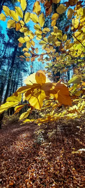 Ağaçlar ve yapraklarla dolu sonbahar manzarası