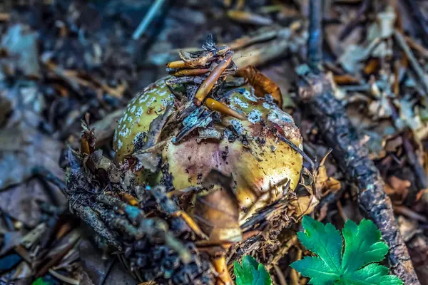 Vahşi doğadaki kurbağa