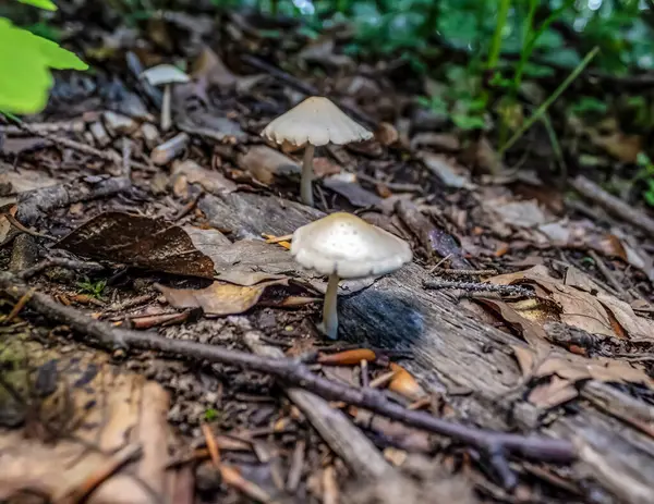 Ormanda büyüyen mantarlar, yakın plan -.